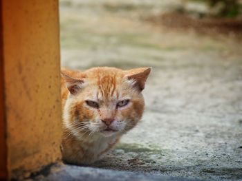 Stray ginger cat by wall