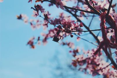 Low angle view of pink cherry blossoms against sky