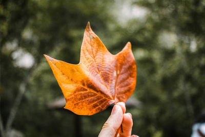 Close-up of human hand holding maple leaf during autumn