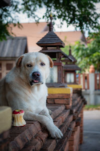 Portrait of dog on wood against building