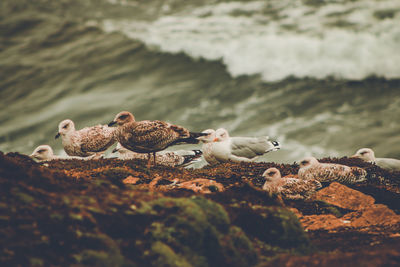 Flock of birds on rock