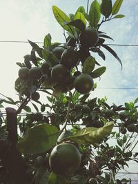 Low angle view of fruits growing on tree