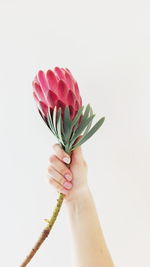 Close-up of hand holding plant against white background