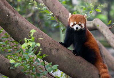 Portrait of monkey sitting on branch