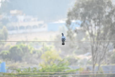 Bird perching on cable against trees