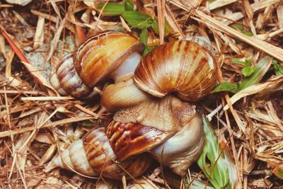 Close-up of snail on field