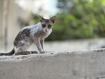 Portrait of a cat looking away