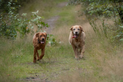 Portrait of dog running on field