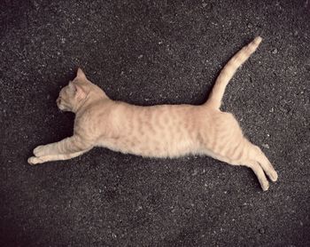 Cat resting on bed