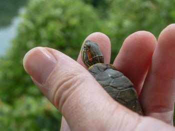 Cropped hand holding hatchling