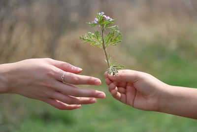 Cropped hand giving twig to woman