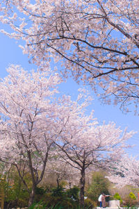 Low angle view of cherry blossom tree against blue sky