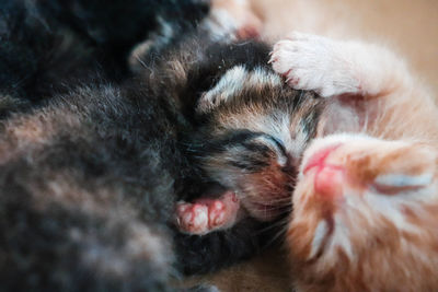 Close-up of cat sleeping