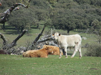 Horses in a field