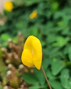 Close-up of yellow flowering plant