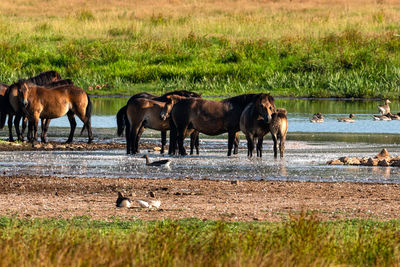 Horses in a field