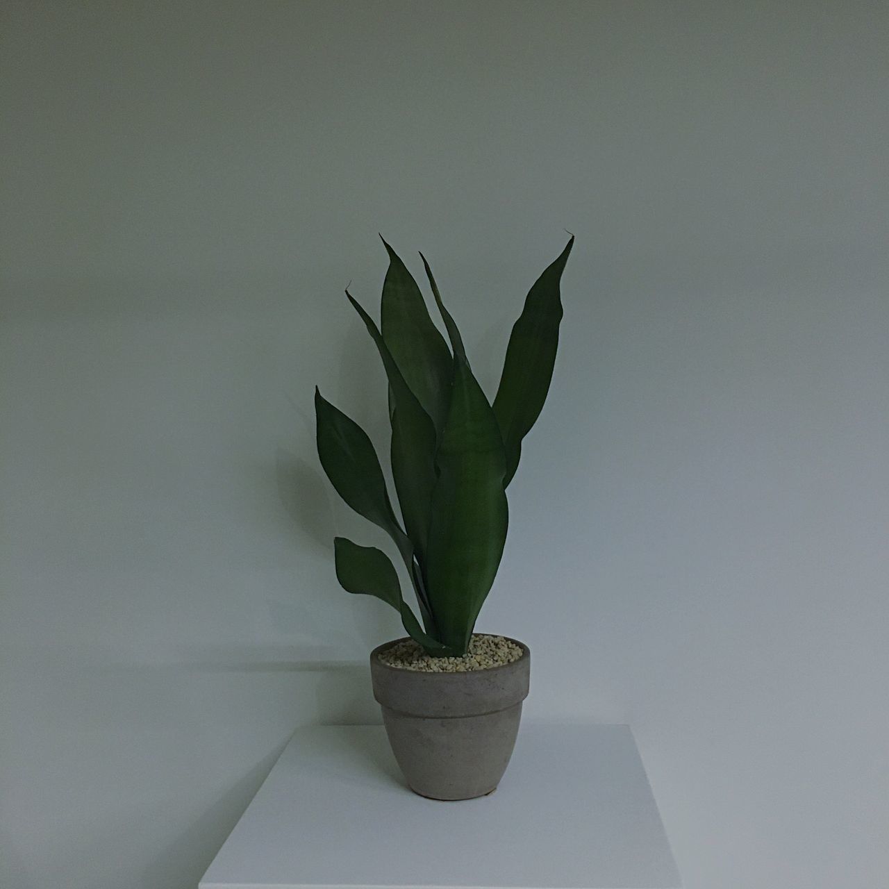 CLOSE-UP OF POTTED PLANT ON WALL