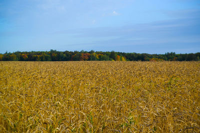 Scenic view of wheat field against sky