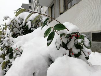 Snow covered christmas tree during winter