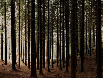 Pine trees in forest