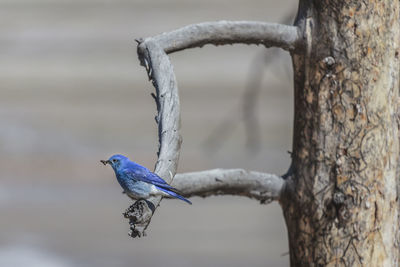 Close-up of bird perching on tree