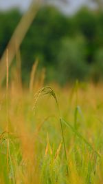 Close-up of crops growing on field