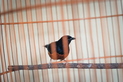 Close-up of bird perching on metal fence