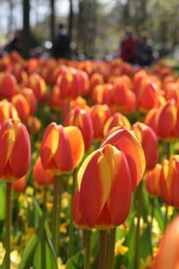 Close-up of orange tulips blooming outdoors