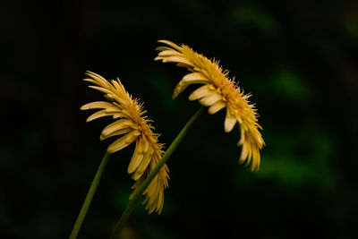 Close-up of yellow flowering plant