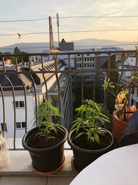 Potted plants on balcony against sky during sunset