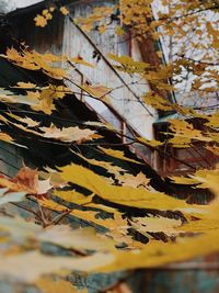 Close-up of autumn leaves