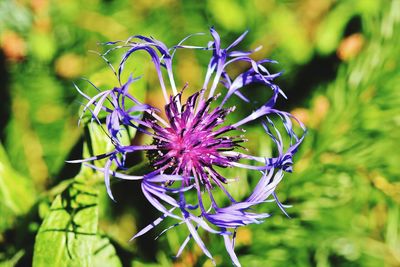 Close-up of purple flowering plant