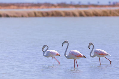 Birds in lake