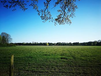 Scenic view of field against clear blue sky