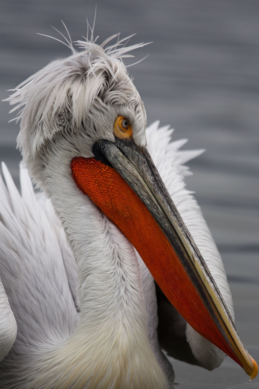 CLOSE-UP OF A PARROT