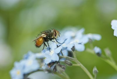 Close-up of bee on flower