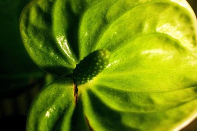 Close-up of green leaf