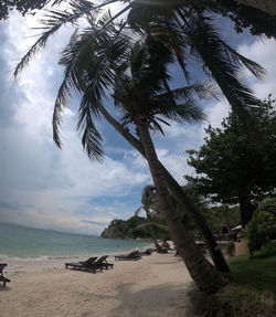 Palm trees on beach against sky