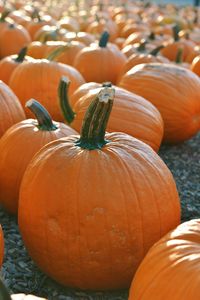 Close-up of pumpkin for sale at market