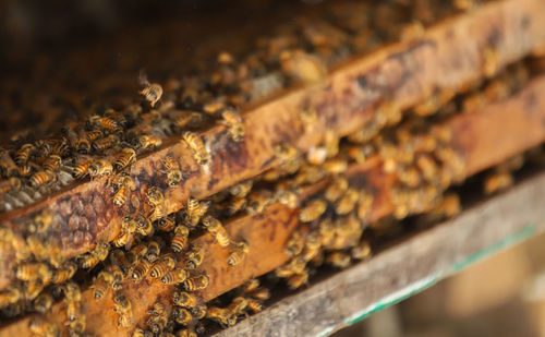 Close-up of honey bees