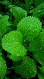Full frame shot of water drops on plant