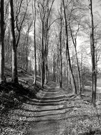 Bare trees in forest