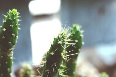 Close-up of succulent plant