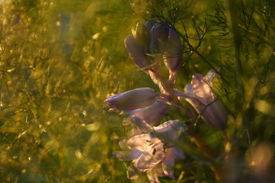 Close-up of flowers