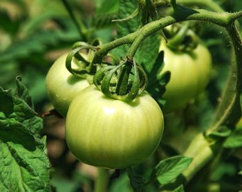 Close-up of fruit growing on plant