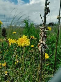 Close-up of yellow flowering plant on field