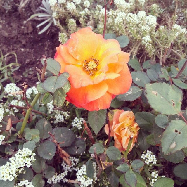 flower, petal, flower head, freshness, fragility, growth, blooming, beauty in nature, high angle view, nature, plant, pollen, in bloom, close-up, stamen, blossom, single flower, orange color, park - man made space, day