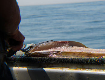 Close-up of a fish being processed at sea