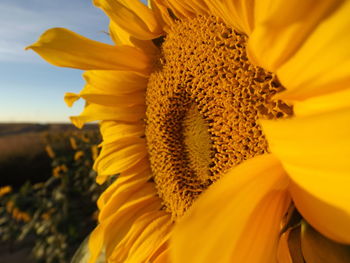 Close-up of sunflower