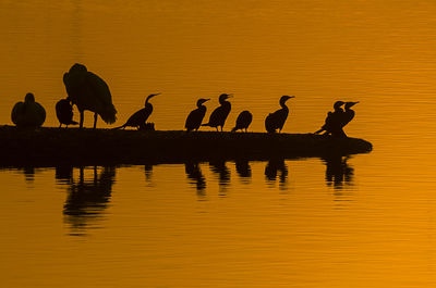 Silhouette birds on lake against orange sky